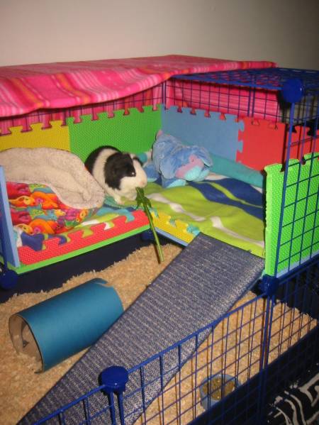 morčacie kráľovstvo.jpg